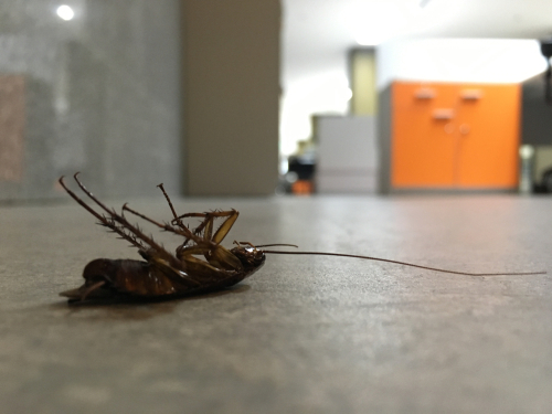Can Disinfection Service Kill Bugs?