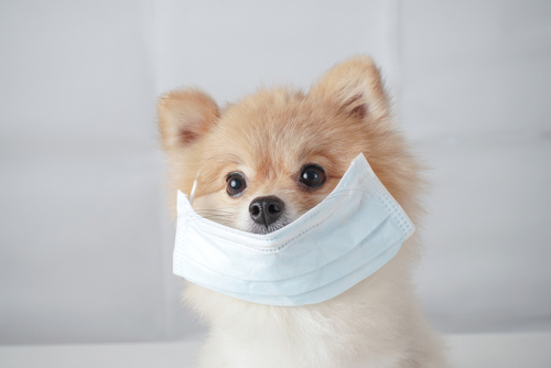 Pet-Related Diseases